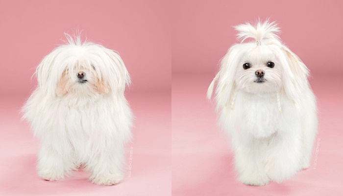 犬　トリミング　ビフォーアフター